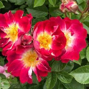 Greetings Rose (Rosa Greetings)  (1)